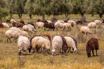 Fototapeta premium Organic sheep farming in Greece