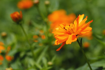 Orange Flower
