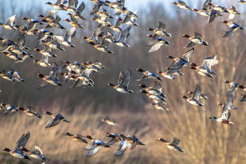 Flying Flock of Migratory Eurasian wigeon (Anas penelope)