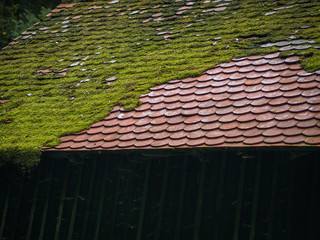 Moos auf Dach