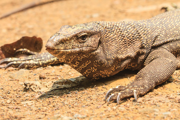 Bengal Monitor Lizard in the forest