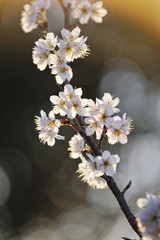 桜の花