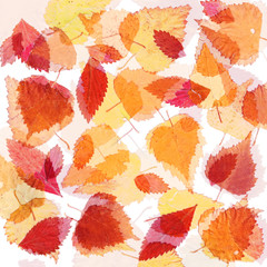 collection beautiful colorful autumn leaves 
