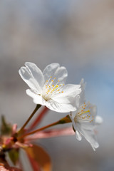 桜の花