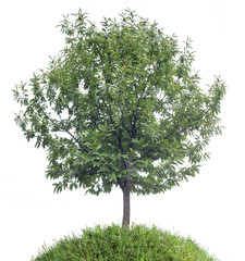 Chestnut Tree Cutout © Dario Sabljak