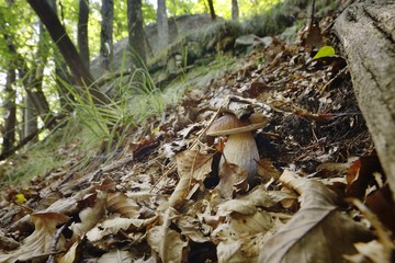 Boletus edulis, penny bun, porcino or cep