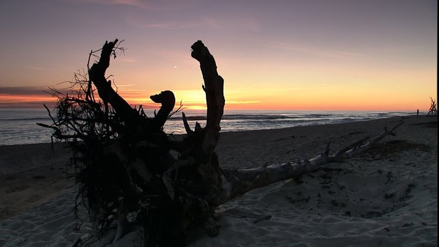 Cape Cod Predawn sky & driftwood on beach