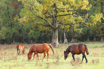 Horses on ranch