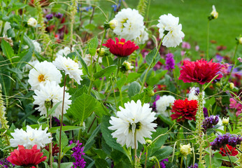 Autumn beauty: colorful dahlia :)