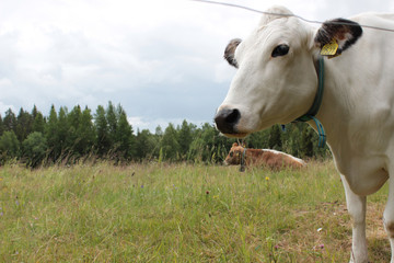 Cows looking distant