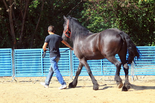 Cowboy con cavallo Frisone