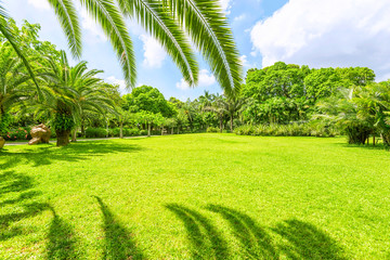 Obraz premium green park under sunshine