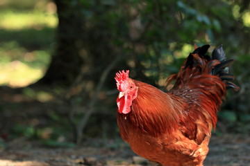 放し飼いのニワトリ