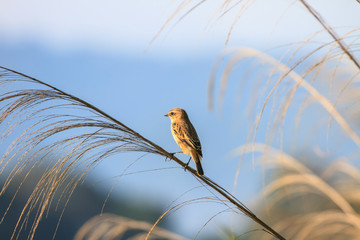 Stonechat female in nature