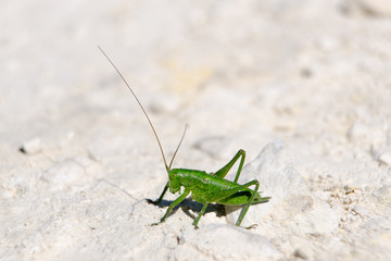 кузнечик