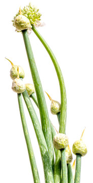 fleurs d'oignons