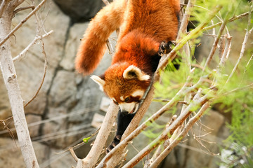 Red panda climbing on tree