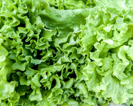Fresh lettuce for selling at vegetable market