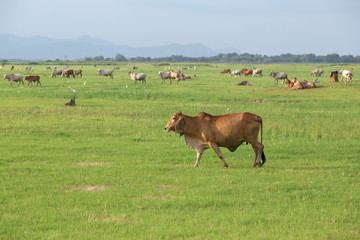 Cow in the field