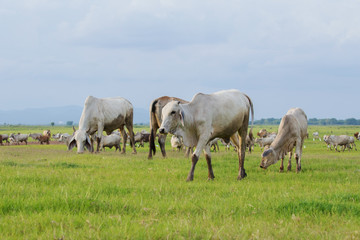 Naklejka na ściany i meble Cow in the field