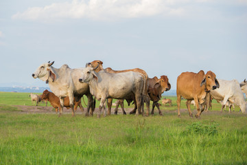 Fototapeta na wymiar Cow in the field