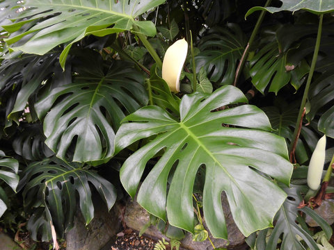 Monstera flower