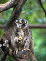 Lemur with food