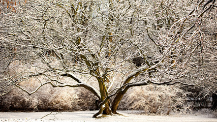 Winter tree in the park