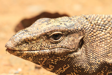 Bengal Monitor Lizard in the forest