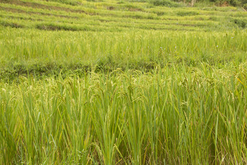 Rice field terrace in Sapa, Vietnam