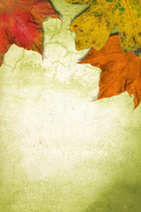 Naklejka na ściany i meble Grunge wall background and colorful autumnal leaves
