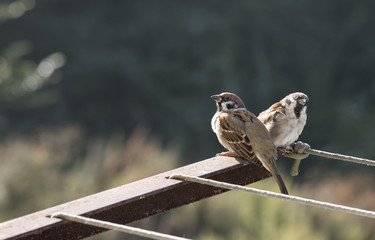 Sparrows