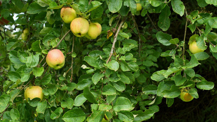 apples on the tree
