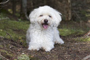 Small White Dog Panting as it Takes a Rest on a Forest Walk