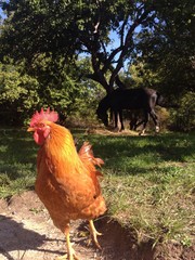 рыжий петух  на фоне вороной лошади