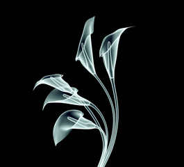 xray image of a calla flower isolated on black