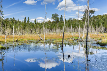 Beaver Pond with White Billowing Clouds Reflecting in the Water - Ontario, Canada