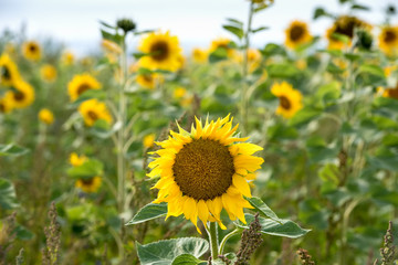 Sonnenblume unter Sonnenblumen