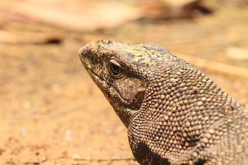 Bengal Monitor Lizard in the forest