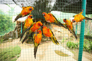 Sun conure parrots in aviary - obrazy, fototapety, plakaty