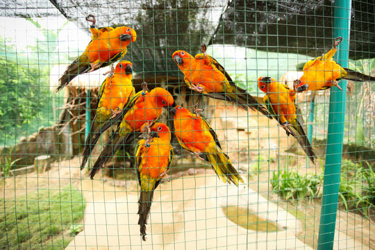 Sun Conure Parrots In Aviary