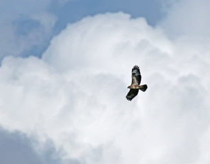 Common Buzzard against Clouds