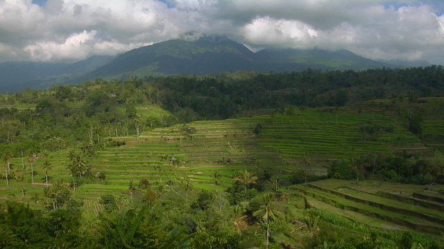 A terraced rice farm grows green fields.
