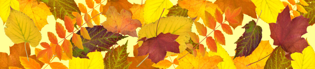 Naklejka na ściany i meble goldener Herbst, fallende Blätter 