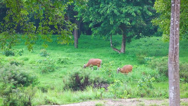 in the forests of Uthai Thani in Thailand are the banteng eating