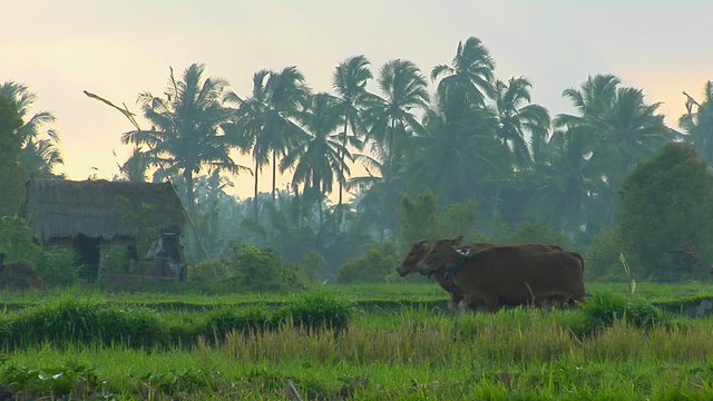 A worker uses oxen to pull a plow across a lush green rice field.