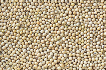Soybean background