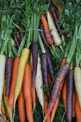 diverstiy in carrots