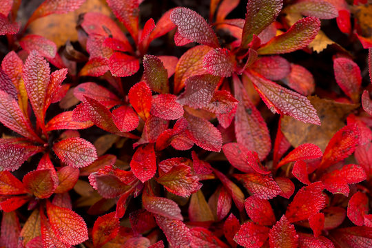 Bright red leaves of Alpine bearberry (Arctous alpina) covering hilly areas of Northern Finland during autumn foliage