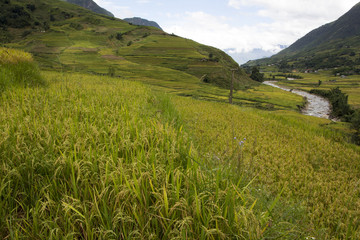 Fototapeta premium Rice field terrace with stream in Sapa, Vietnam
